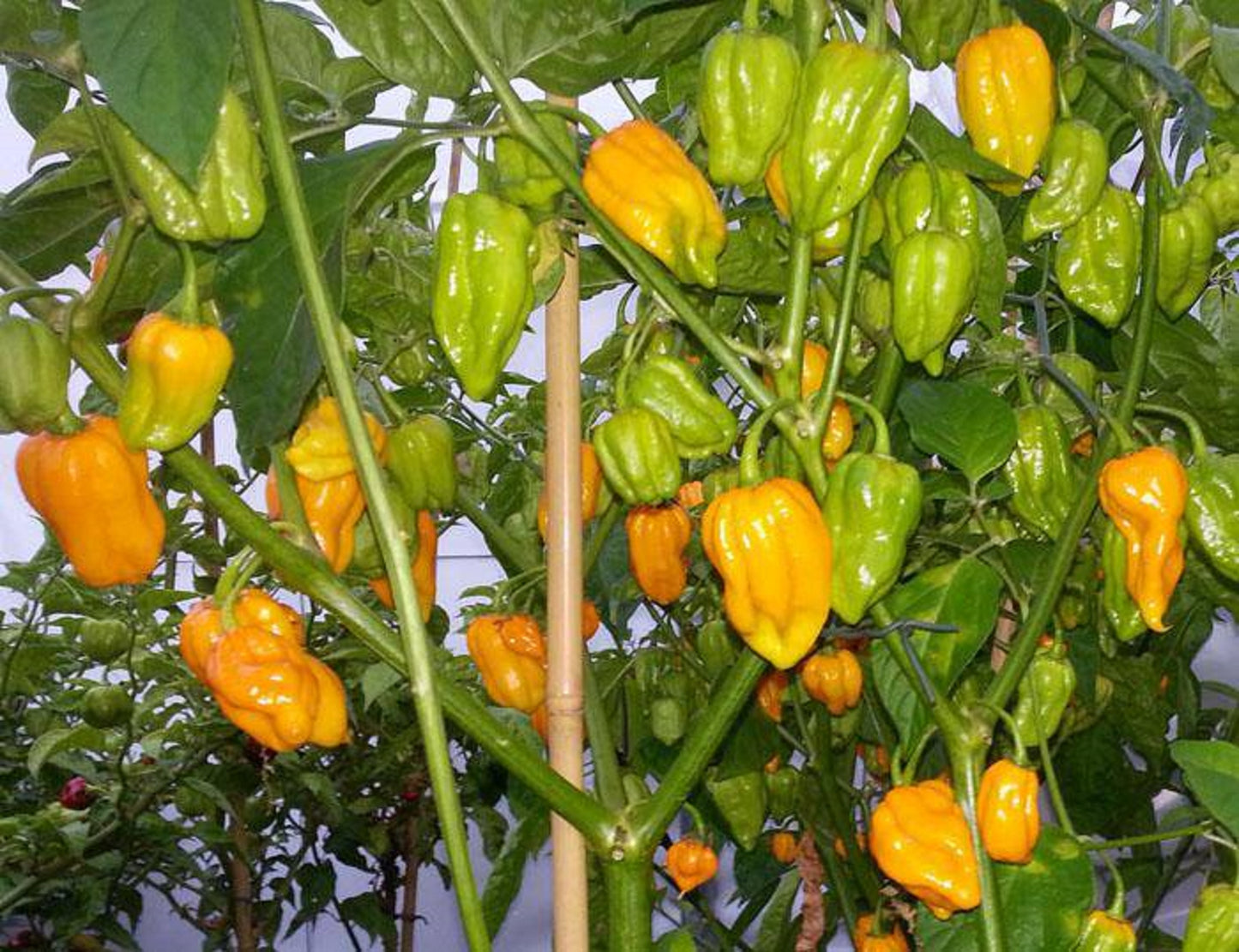 Bhut Jolokia Naga Orange - Ghost Chili Pepper - 10 Seeds