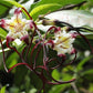 Strophanthus Caudatus - Twisted Cord Flower Bush - Climber - 5 Seeds
