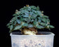 Euphorbia Tulearensis - Bonsai Succulent Plants - VERY RARE - 3 Seeds