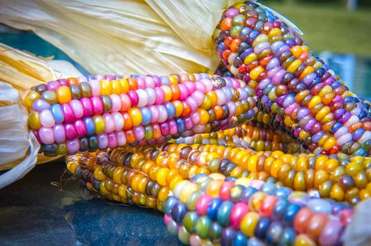 Zea Mays - Rainbow Glass Corn - Amazing Corn - Easy To Grow - 20 Seeds Fresh 2022