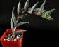 Aloe Arenicola - Sand Aloe - 5 Seeds - Rare Succulent