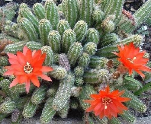 Lobivia Chamaecereus Sylvestris * Cactus di arachidi * RARE * Cactus facile da coltivare * 10 semi