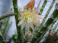 Rhipsalis Pilocarpa * Very Rare * Hanging Cacti * Vulnerable Cactus * 10 Seeds