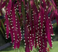 Pseudorhipsalis Rhipsalis Ramulosa * Red Rhipsalis * Mistletoe Cactus * 10 Seeds