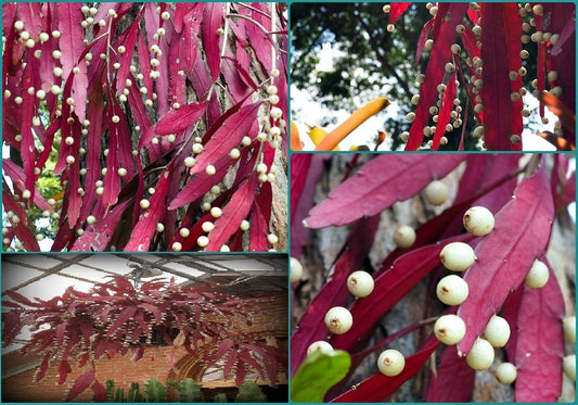 Pseudorhipsalis Rhipsalis Ramulosa * Red Rhipsalis * Mistletoe Cactus * 10 Sementes