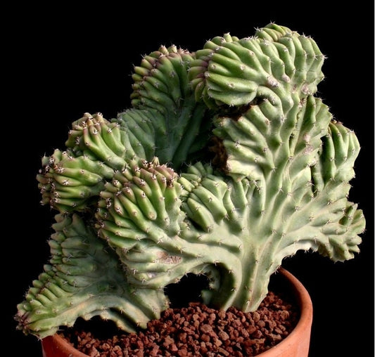 Lophocereus Schottii Forma Cristata * Unusual Cactus * Very Rare * 10 Seeds *
