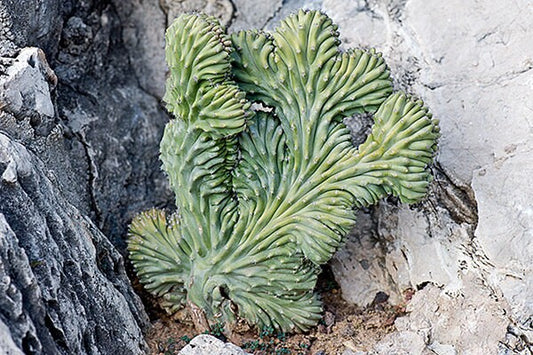 Lophocereus Schottii Forma Cristata * Cactus insolito * Molto raro * 10 semi *