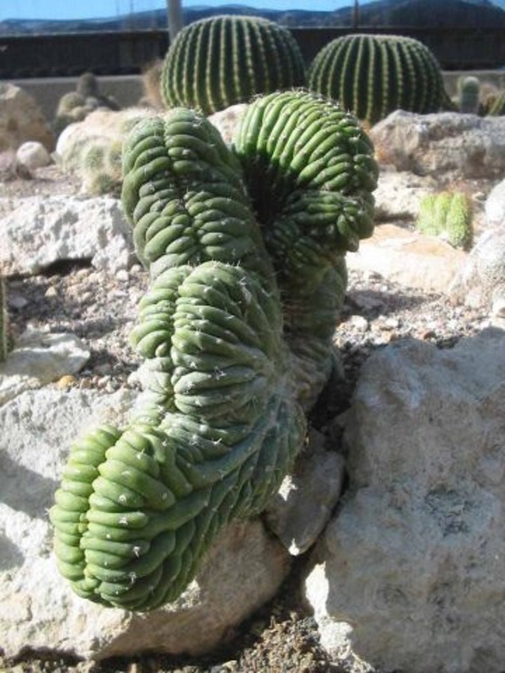 Lophocereus Schottii Forma Cristata * Unusual Cactus * Very Rare * 10 Seeds *