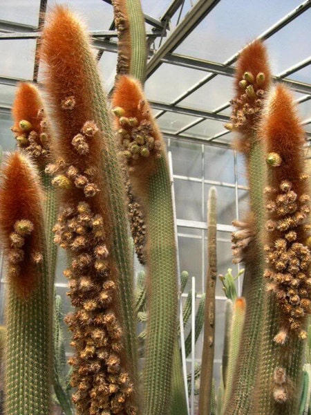 Vatricania Guentheri * Volpe attraente - Cactus coda rossa * Molto raro * 20 semi