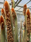 Vatricania Guentheri * Attractive Fox - Red Tail Cactus * Very Rare * 20 Seeds