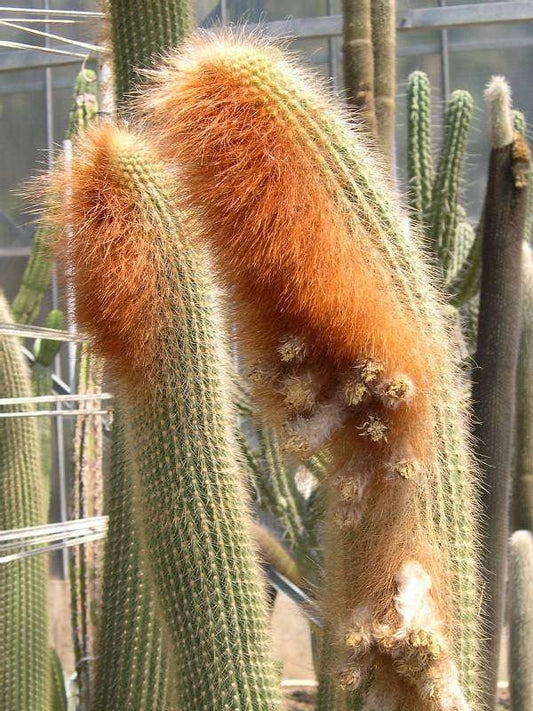 Vatricania Guentheri * Volpe attraente - Cactus coda rossa * Molto raro * 20 semi