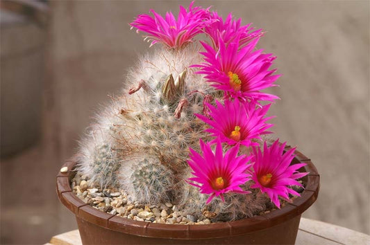 Mammillaria Guelzowiana * Cactus di fiori rosa * In pericolo critico * 30 semi