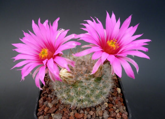 Mammillaria Guelzowiana * Cactus di fiori rosa * In pericolo critico * 30 semi