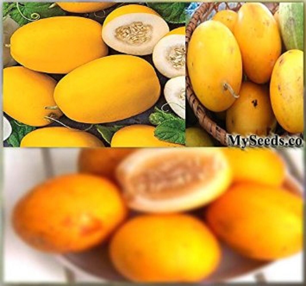 5 Vine Peach Melons Seeds ~~Taste Just Like Mango & Great For Making Pies ~!!