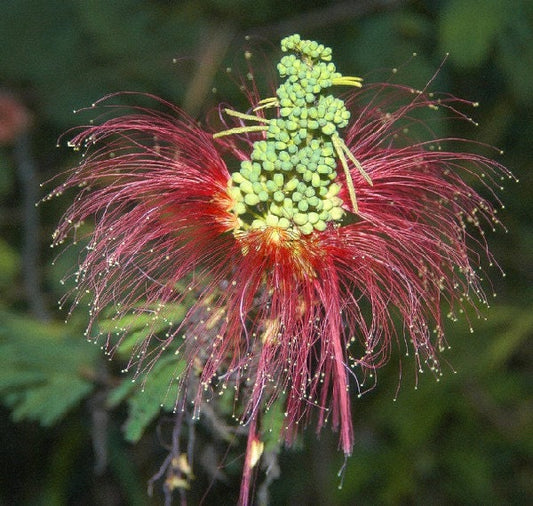 Calliandra Houstoniana Amazing 'Red Powder Puff' Pianta da fiore rara * 5 semi *