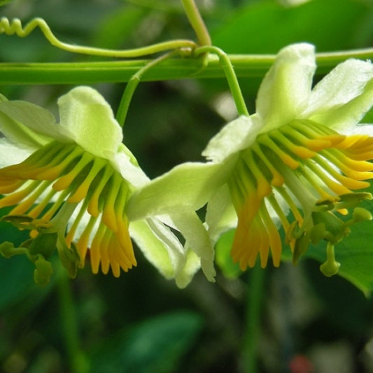 Passiflora Biflora ~ The Two-Flowered Passion Flower ~ Rare 4 Seeds