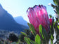 Protea Neriifolia * Oleanderleaf Protea * Amazing Flowering Plant * 3 Seeds *