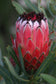 Protea Neriifolia * Oleanderleaf Protea * Amazing Flowering Plant * 3 Seeds *