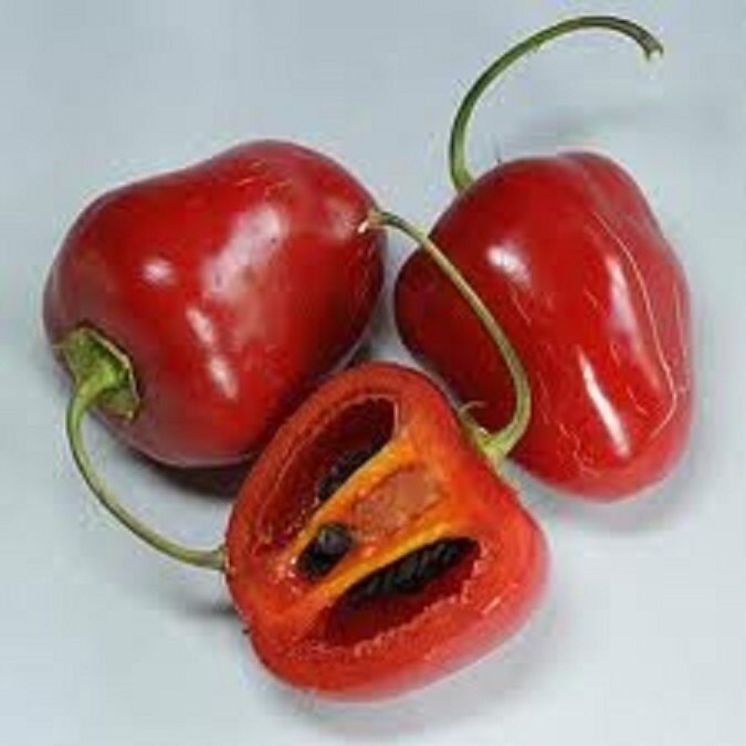 Rare * RED Skinned Manzano * Chilli Pepper * Capsicum Pubescens * Extremely Hot * 5 SEEDS *