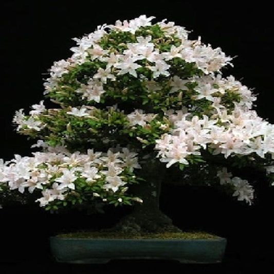 Prunus Avium * Ciliegio selvatico * Gean * Albero dei bonsai di ciliegio in fiore * 5 semi *