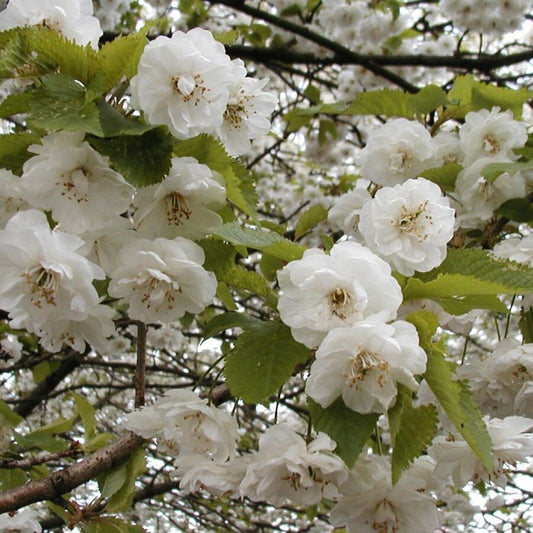 Prunus Avium * Cereja Selvagem * Gean * Cerejeira Florescente Árvore Bonsai * 5 Sementes *