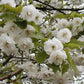 Prunus Avium * Wild Cherry * Gean * Flowering Cherry Bonsai Tree * 5 Seed *