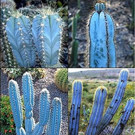 Pilosocereus Magnificus * Incrível Blue Sky Cactus * Raro * 5 Sementes * Limitado *