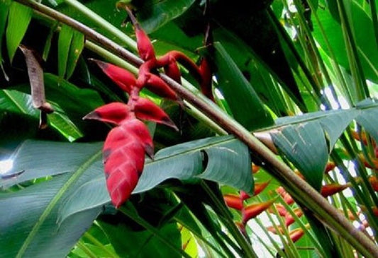 Heliconia Nigripraefixa * Colombian Blade Tree * 5 semi freschi * RARO *