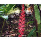 Heliconia Nigripraefixa * Colombian Blade Tree * 5 Fresh Seeds * RARE *