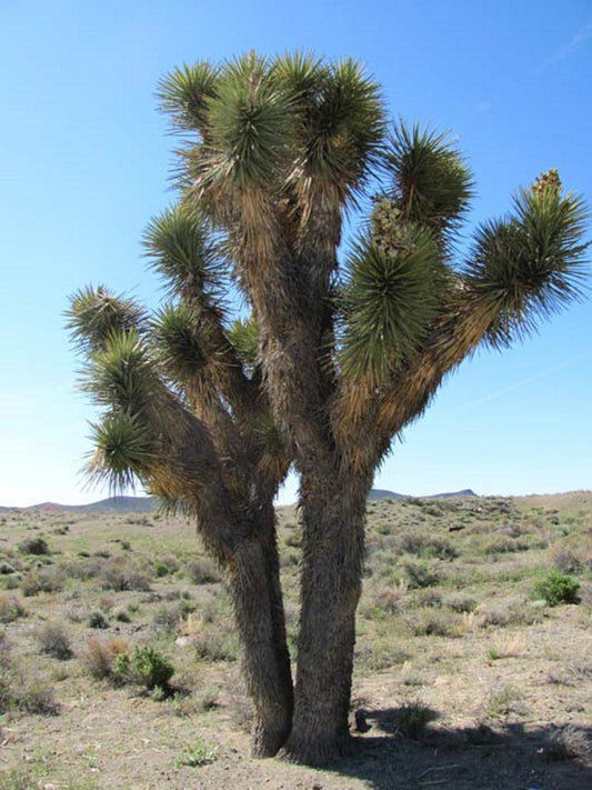 Yucca Brevifolia * (Joshua Tree) * Drought Tolerant * Evergreen Desert Palm * 8 Seeds *