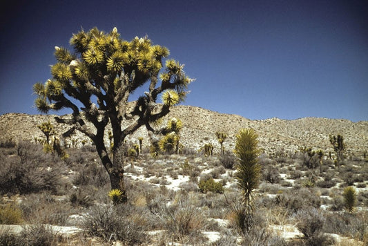 Yucca Brevifolia * (Joshua Tree) * Drought Tolerant * Evergreen Desert Palm * 8 Seeds *
