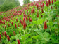 Trifolium Incarnatum * Trevo Carmesim Francês * Flores Perfumadas * 30 sementes * E-Z Growing *