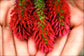 Trifolium Incarnatum * Trifoglio cremisi francese * Fiori profumati * 30 semi * Crescita E-Z *