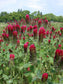 Trifolium Incarnatum * French Crimson Clover * Fragrant Flowers * 30 seeds * E-Z Growing *