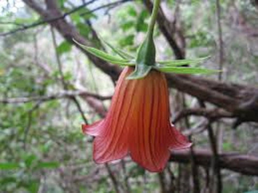 Canarina Canariensis * Fiore campana delle Isole Canarie * Bella rara * 5 semi *