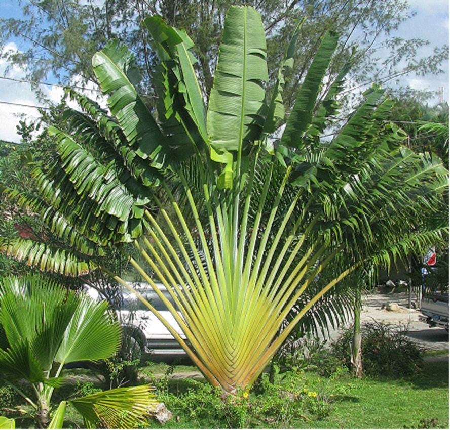 Ravenala Madagascariensis * Traveler's Palm * Madagascar Bird of Paradise * Rare 5 Seeds *