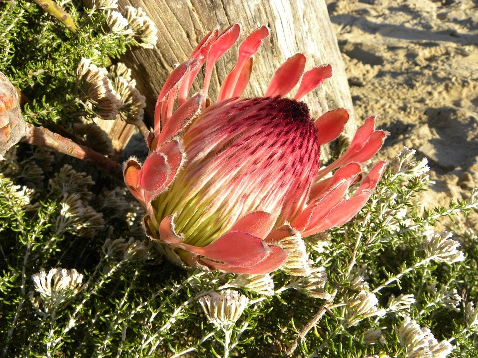 Protea Cynaroides * Rei da África do Sul * Espetacular * Muito Raro * 3 Sementes *