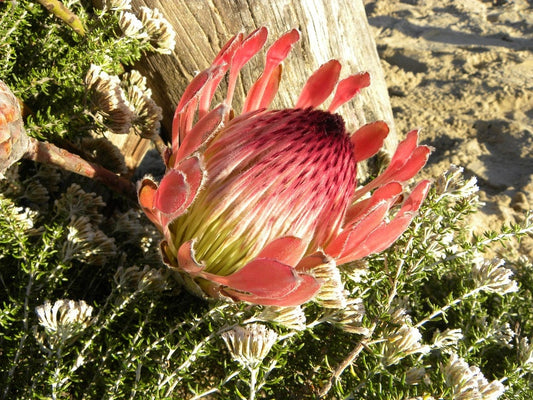 Protea Cynaroides * South Africa King * Spectacular * Very Rare * 3 Seeds *