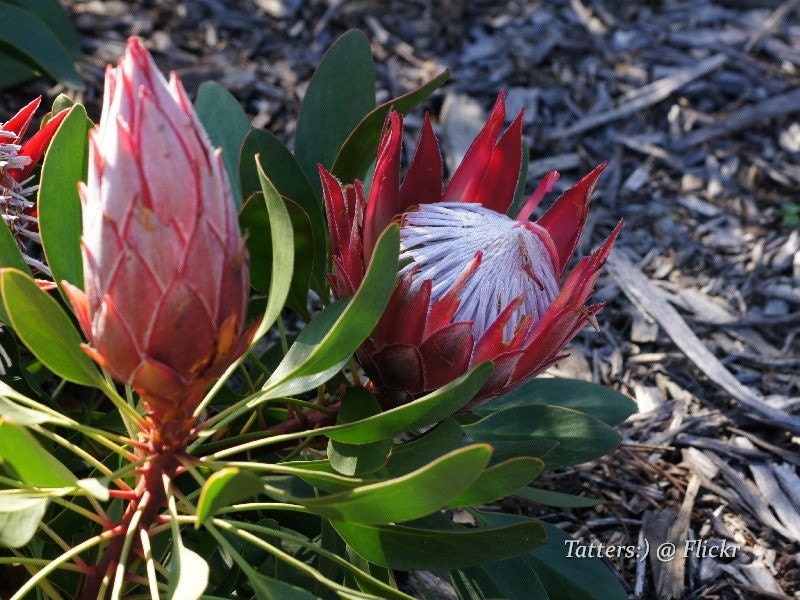 Protea Cynaroides * Rei da África do Sul * Espetacular * Muito Raro * 3 Sementes *