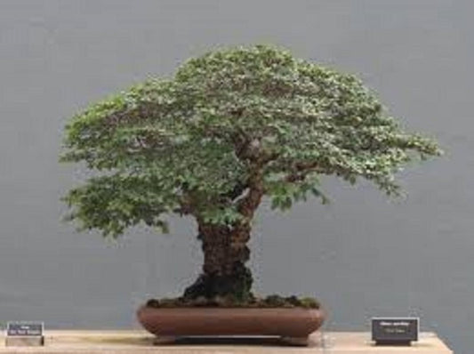Ulmus Parvifolia * Glorioso Olmo Cinese * Bonsai Tree * Raro * 10 Semi *