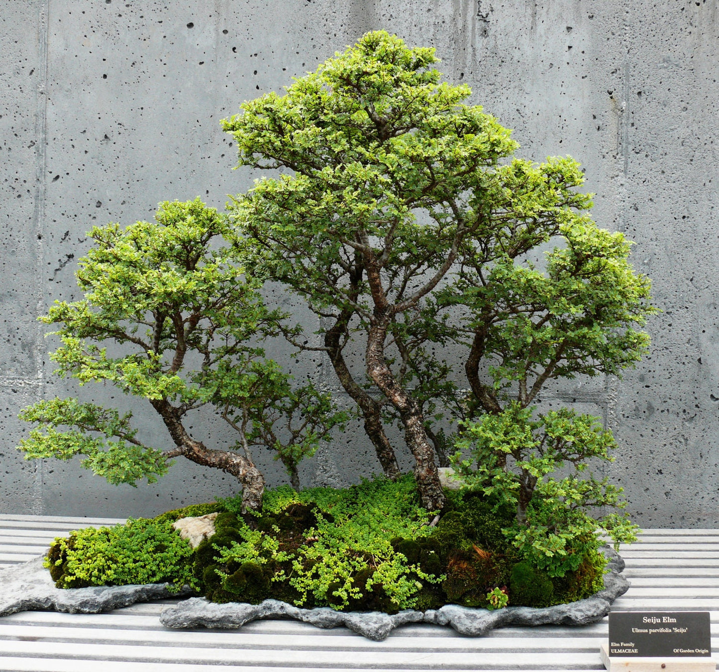 Ulmus Parvifolia * Glorious Chinese Elm * Bonsai Tree * Rare * 10 Seeds *