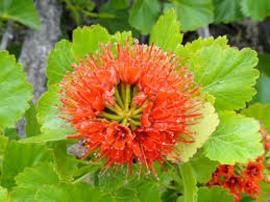 Greyia sutherlandii *ナタールブラシノキ*美しい*赤い木* 5つの種*非常にまれな*