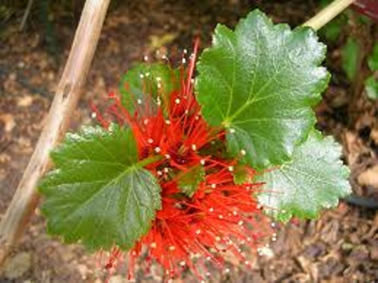 Greyia sutherlandii * Natal Bottlebrush * Beautiful * Red Tree * 5 Seeds * Very Rare *