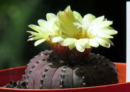 Frailea Castanea * Esotico * Cactus fiorito * Raro * Cactus fiorito * Incredibile * 5 semi *