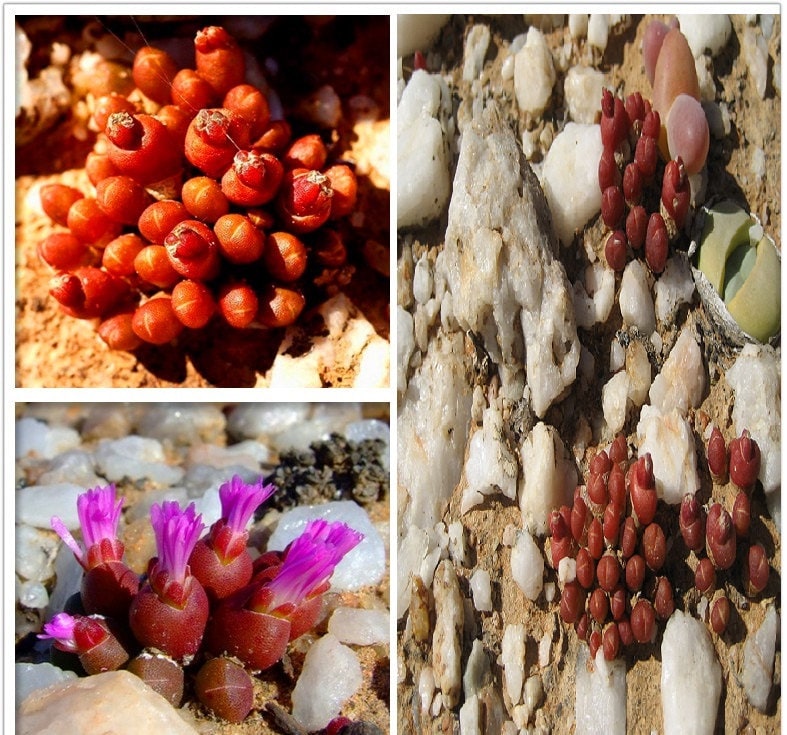 Oophytum Nanum * Aizoaceae * Living Stones Succulent * 10 Seeds * VERY RARE