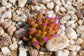 Oophytum Nanum * Aizoaceae * Pietre viventi succulente * 10 semi * MOLTO RARO