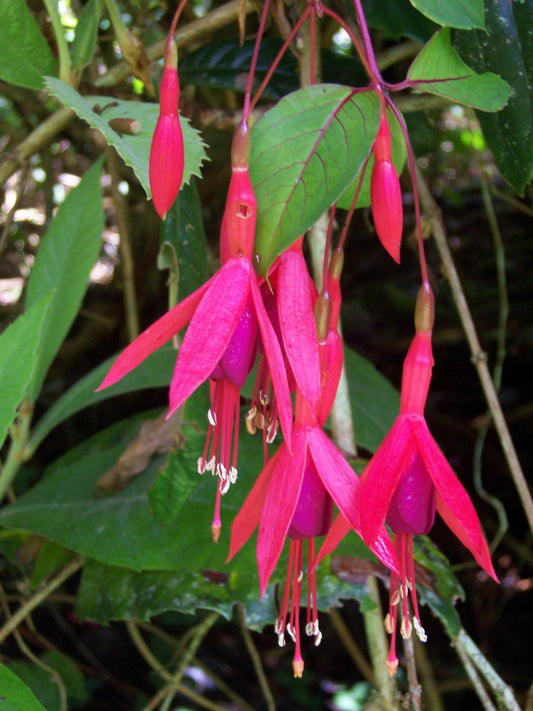 Fuchsia Regia * Princesa brasiliana rossa * Bellissimo arbusto ornamentale * 5 semi *