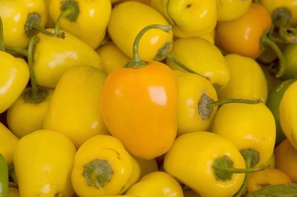 Rare * Yellow Skinned Manzano * Chilli Pepper * Rocoto Locoto * Extremely Hot * 5 SEEDS *