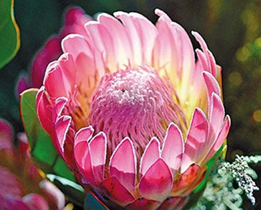 Protea Compacta * Bot River Sugarbush * Bellissimi fiori rosa * 5 semi * Incredibile raro *