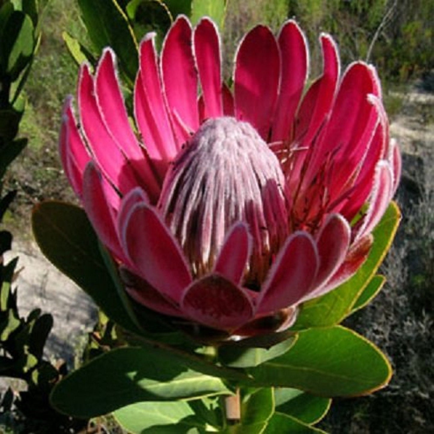 Protea Compacta * Bot River Sugarbush * Beautiful Pink Flowers * 5 Seeds * Amazing Rare *